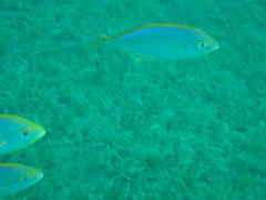 Caranx bartholomaei