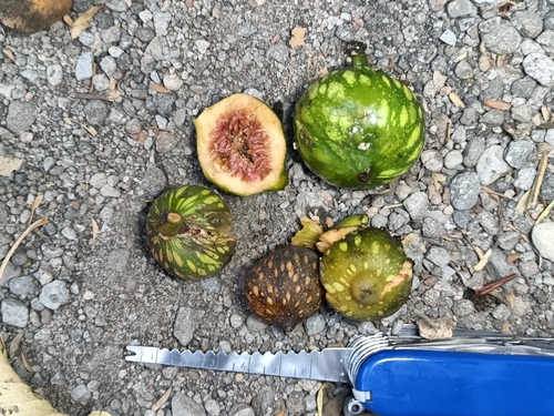 Ficus insipida (Ficus insipida)