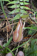 Nepenthes tentaculata