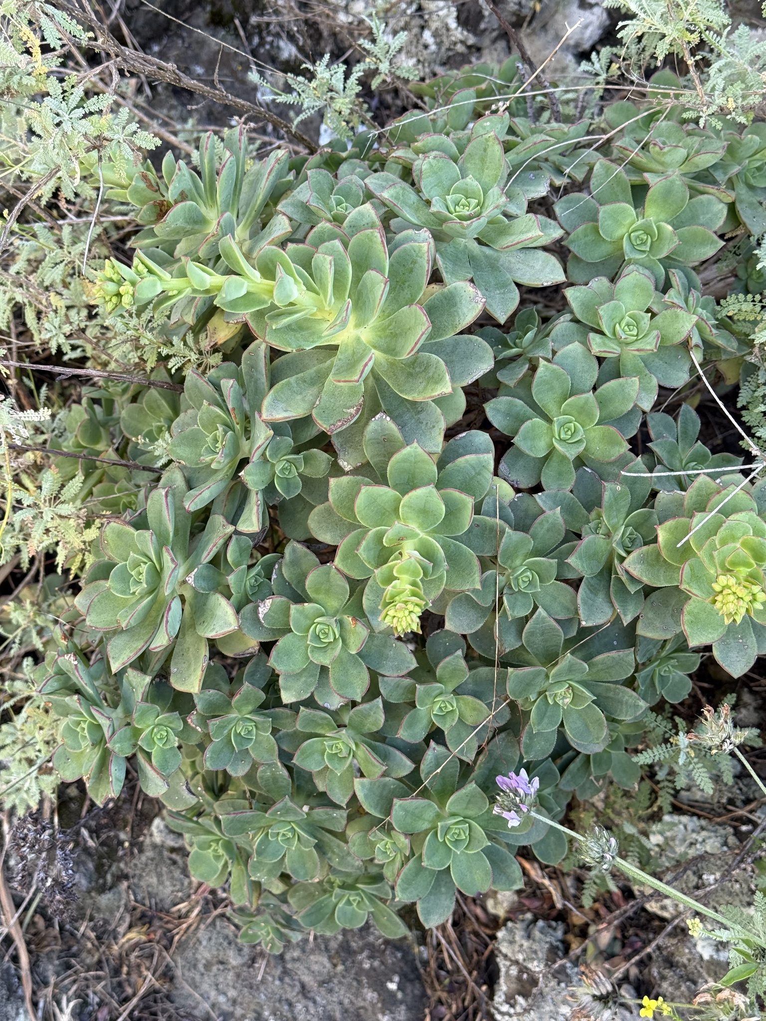 Imagem de Rosa-do-deserto