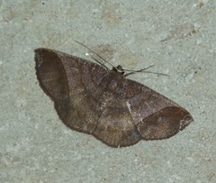 Thysanopyga apicitruncaria