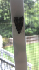 Hypena scabra