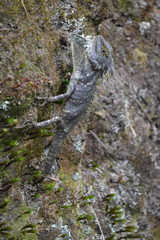 Hypsicalotes kinabaluensis