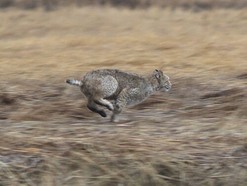 Bobcat photographed in Maine