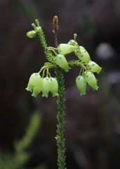 Erica urna-viridis
