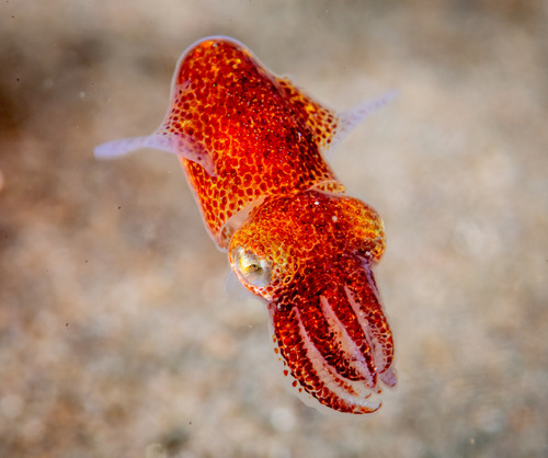 Rossia pacifica S.S.Berry, 1911