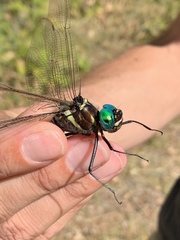 Macromia