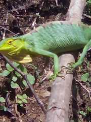 Polychrus gutturosus