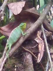 Polychrus gutturosus