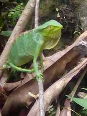 Polychrus gutturosus