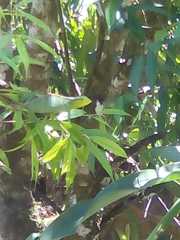 Polychrus gutturosus