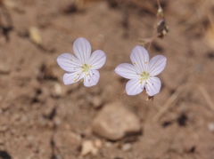 Leptosiphon liniflorus