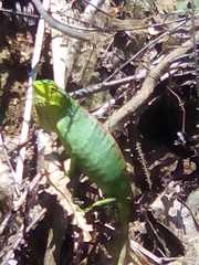 Polychrus gutturosus