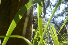 Exilisciurus whiteheadi