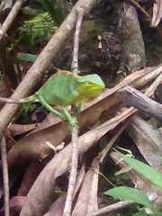 Polychrus gutturosus