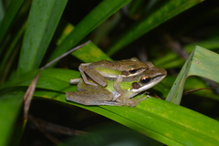 Chalcorana raniceps