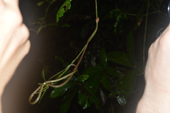 Dendrelaphis formosus