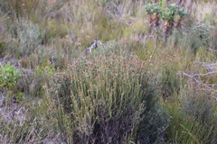 Seriphium cinereum