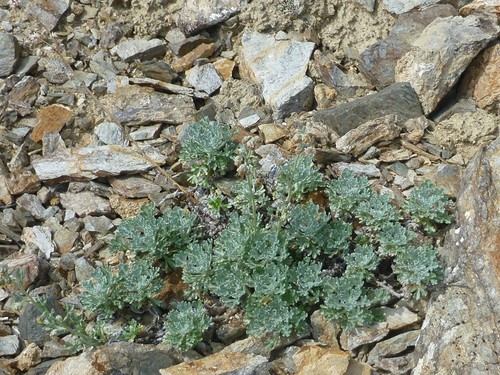 Image of Artemisia alaskana by (c) Syd Cannings, some rights reserved (CC BY)