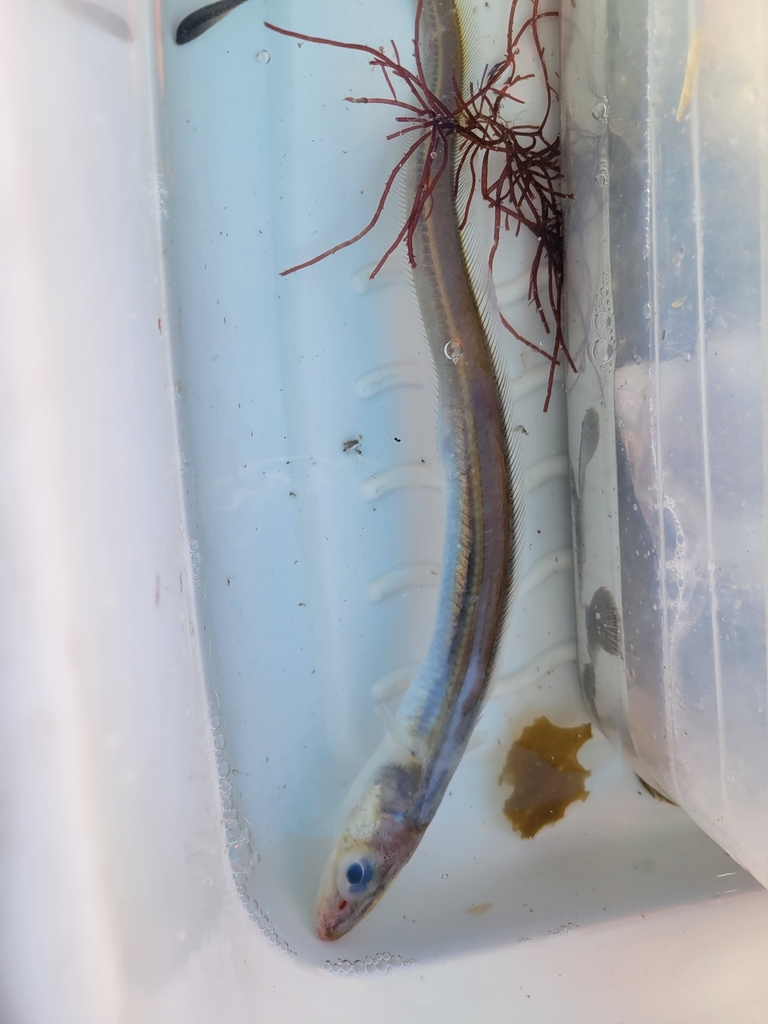 Bandkongeraal (Gnathophis cinctus) — Congridae