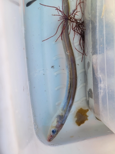 Catalina conger (Gnathophis cinctus) — Congridae