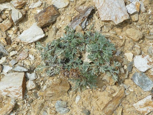 Image of Three-Fork Wormwood (Artemisia furcata) by (c) Syd Cannings, some rights reserved (CC BY)