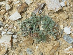 Artemisia hyperborea