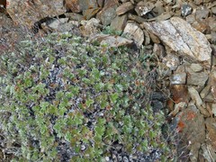 Potentilla subvahliana