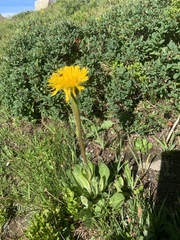 Hypochaeris uniflora