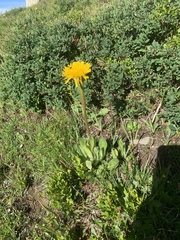 Hypochaeris uniflora