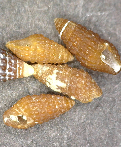 Carinapex observed 2025-03-05