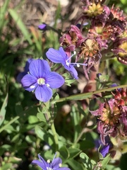 Veronica fruticans