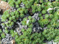 Artemisia woodii