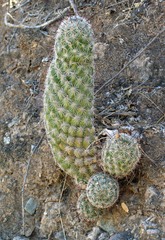 Mammillaria sheldonii