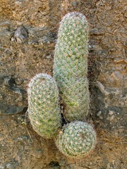 Mammillaria sheldonii