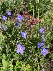 Veronica fruticans