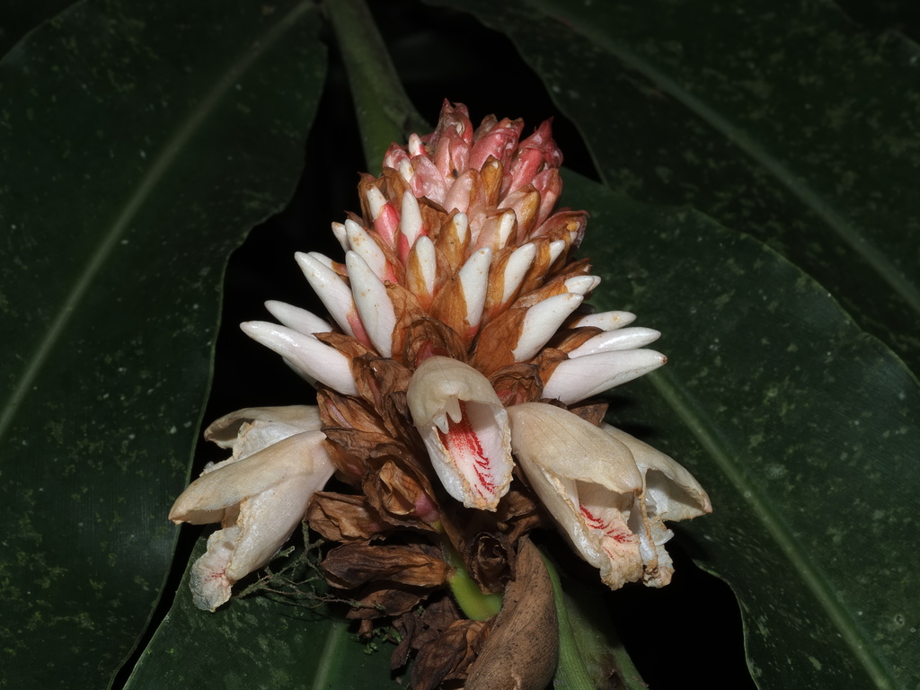 Alpinia sessiliflora
