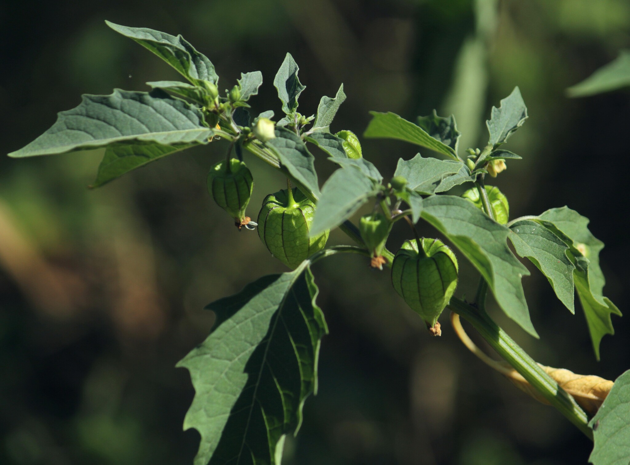 Physalis angulata