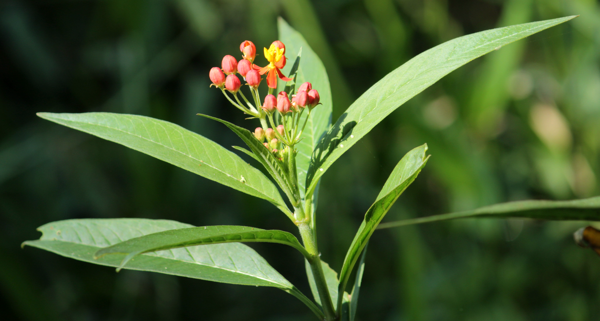 Asclepias curassavica