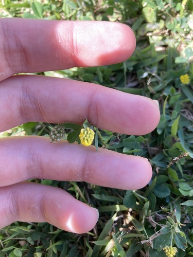 Medicago lupulina observed 2025-03-14