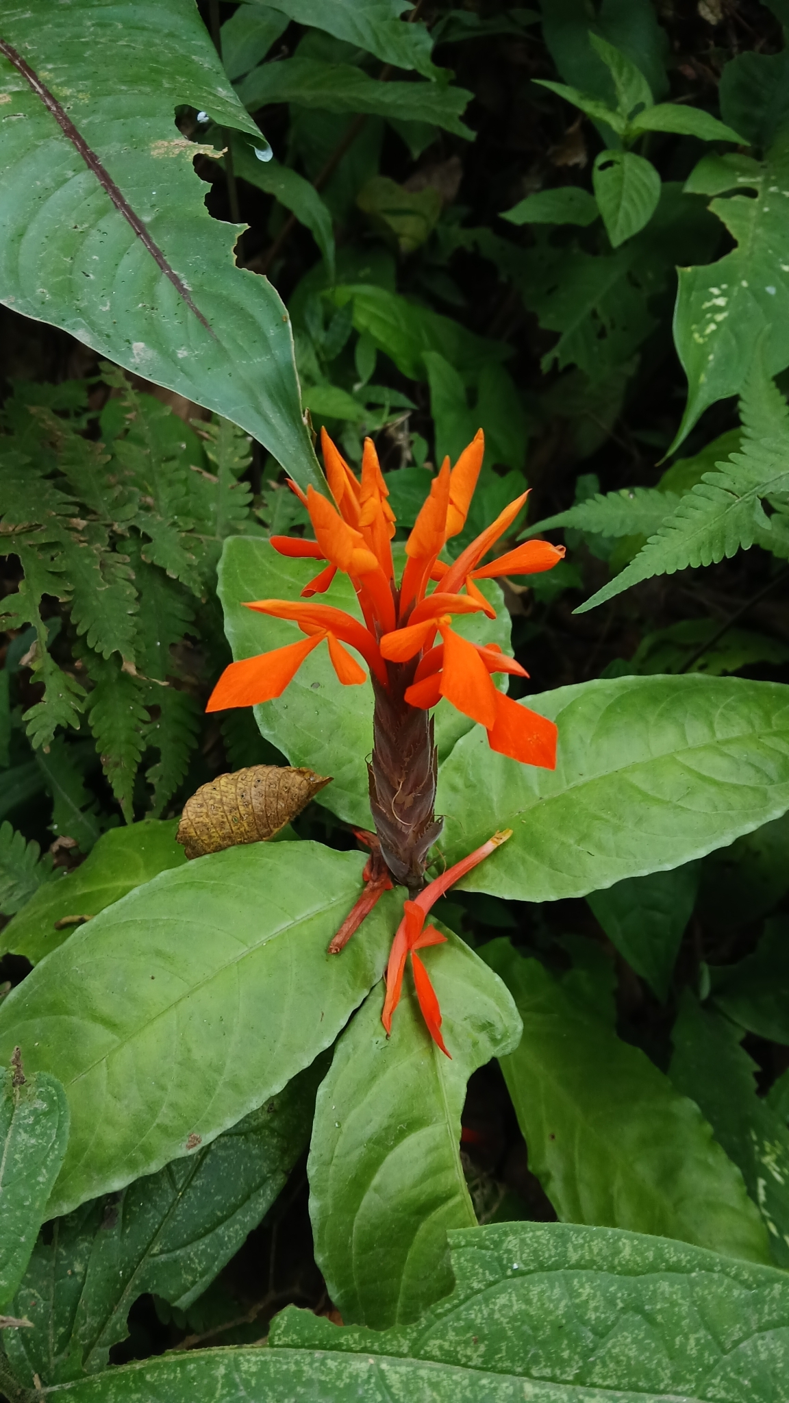 Imagem de Afelandra-laranja