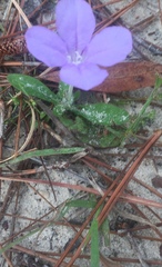 Ruellia ciliosa