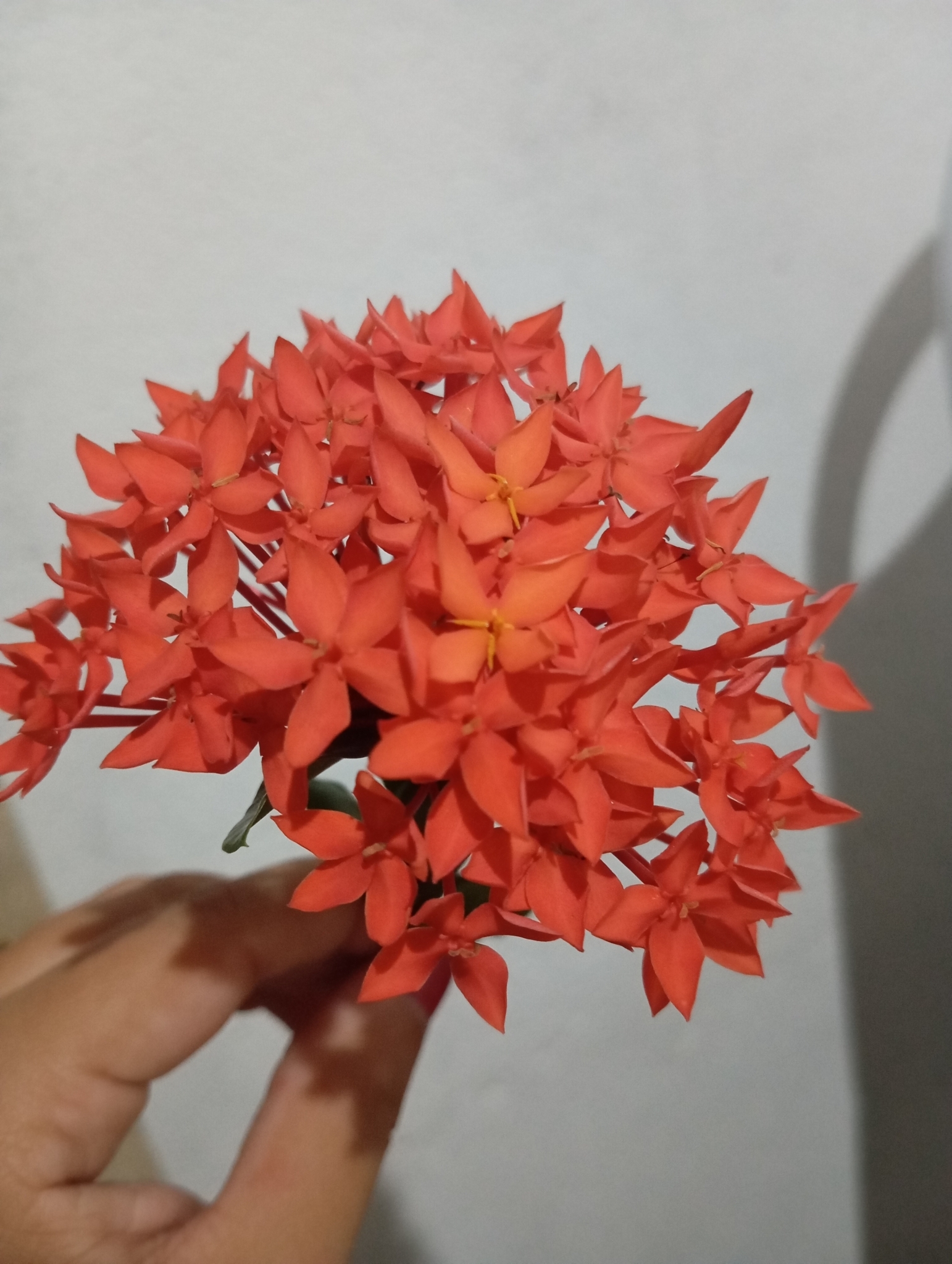 Ixora coccinea