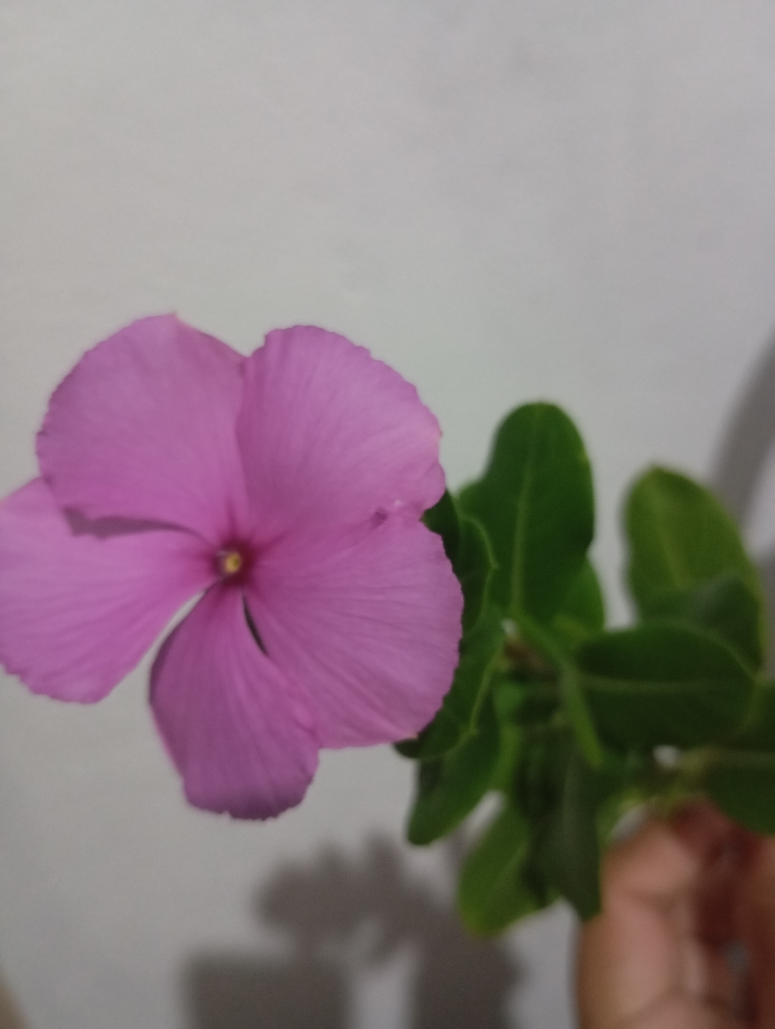 Catharanthus roseus