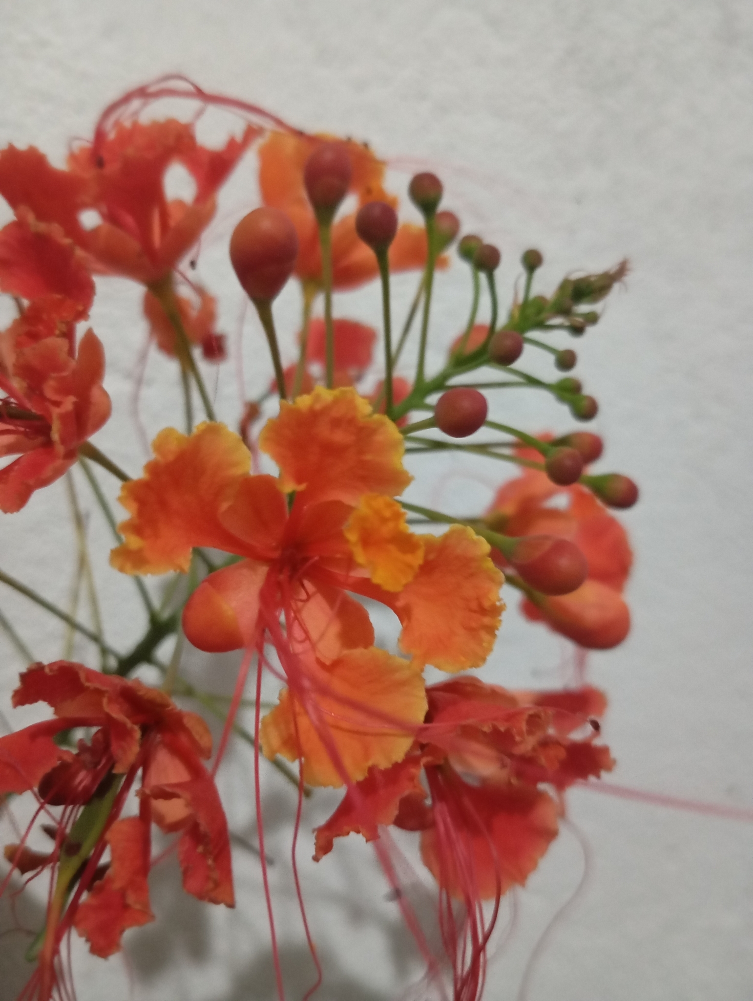 Caesalpinia pulcherrima