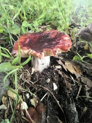 Russula mexicana