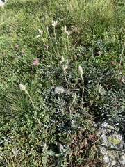 Antennaria dioica