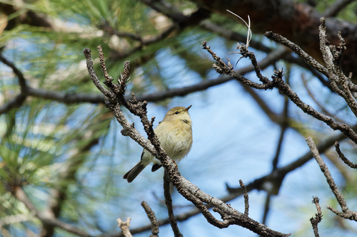 Canary Islands Chiffchaff (Phylloscopus canariensis), photo 6