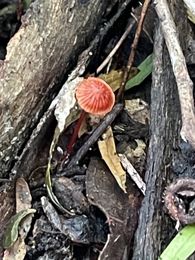 Cruentomycena viscidocruenta · March 2025 · photo: © plantrant (iNaturalist, cc-by)