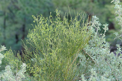 Cytisus filipes